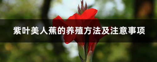 紫叶美人蕉的养殖方法及注意事项